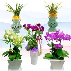 창녕난화분배달 창녕군영전난 동양난 서양난 꽃화분 개업난 당일꽃배송 천사플라워