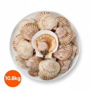냉동가리비 9kg (180gX50팩) 반가리비 하프가리비 조개구이 업소용