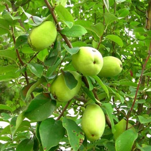 모과나무 묘목 접목 1년생 대실 모과 과실수 유실수