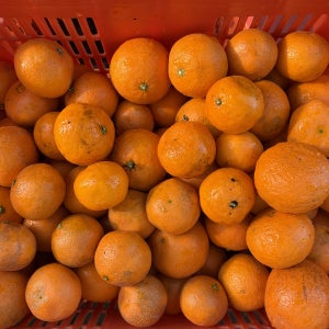 제주 산지직송 새콤달콤 못난이 카라향 가정용 (실중량5kg 10kg)