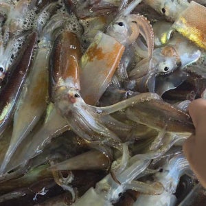 국내산 통찜용 오징어 1Kg 활 급냉 생물오징어