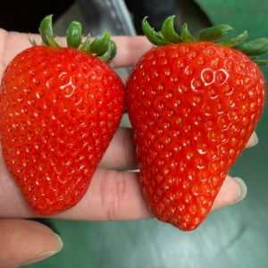 다이닝마켓 논산 킹스베리 딸기 500g 800g 1kg 대왕딸기 제철과일 산지직송