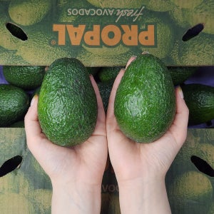 프리미엄 칠레 아보카도 10과