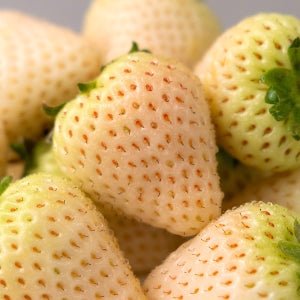 올바담 논산 GAP 만년설 딸기 700g 팩 하얀딸기 고당도 흰딸기 산지직송 당일수확