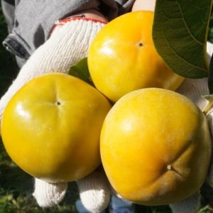 단감 감 부유 경남 진영단감