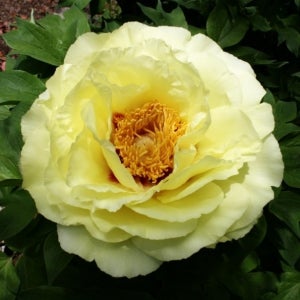 일본 목단 노란색 계열 모란 꽃나무 접목 3년생