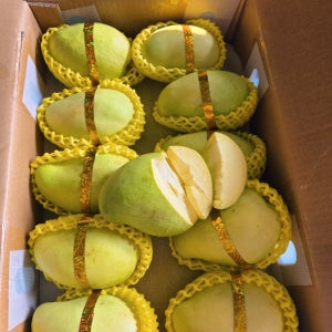 태국 베트남 열대과일 그린망고 팻망고, 10kg, 1개
