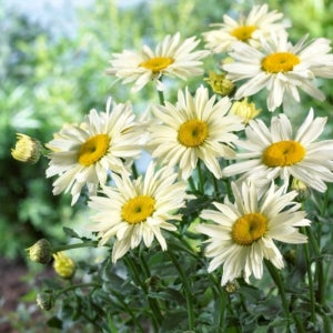 유럽 류칸테뭄 샤스타 데이지 숙근 불란서국화 산국 오리지널