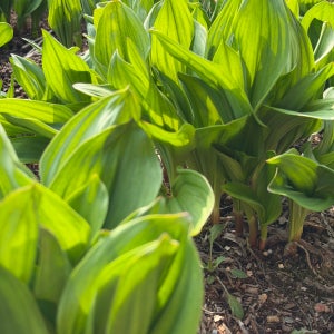 [사전예약] 강원도 첫순 생 잎 명이나물 산마늘 산지직송 당일수확 4kg, 1개