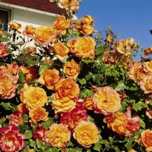 넝쿨사계장미 사하라 6치 포트묘 유럽장미 묘목 조경수