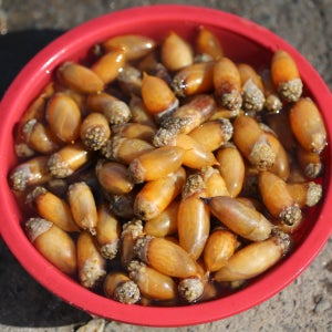 마산진동 미더덕회 오만둥이회 미더덕오만둥이 오만디 1kg