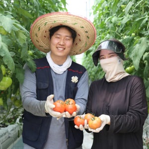 유럽종 완숙 토마토 소과, 10kg, 1개