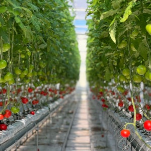 유럽종 완숙 토마토 대과, 10kg, 1개