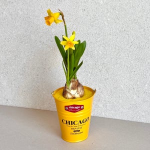 시카고팟 튤립구근  수선화 히야신스