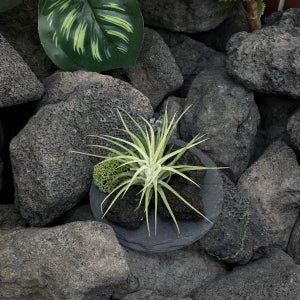 모노수 이오난사 공기정화식물 틸란드시아 인테리어 소품 오브제 카페 감성 집들이 결혼 선물