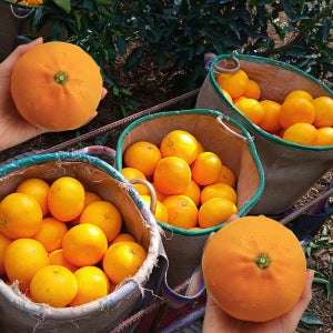 나의건강한하루 제주 산지직송 고당도 프리미엄 만감류 천혜향 5kg