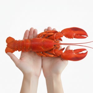 캐나다 자숙 랍스터 홀 1미(자숙후 실중량 400~450g) 냉동 랍스타 400g, 1개