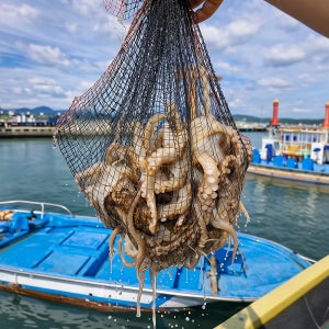 국내산 활 쭈꾸미 서해안 생물 알배기 냉동 쭈꾸미