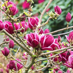 목련 제니 지니 R4cm 이상 관상수 조경수