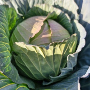 제주 스윗볼 미니 양배추 2kg 해나미 달콤 아삭아삭