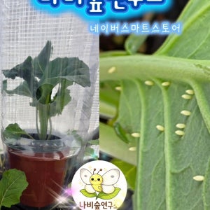 배추흰나비 나비애벌레 나비알 나비키우기 나비먹이케일 무농약케일 케일화분