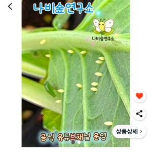 배추흰나비 나비애벌레 나비알 나비키우기 나비먹이케일 무농약케일 케일화분