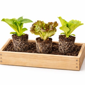 꽃상추 로메인 생채(아삭이) 상추모종 15개 세트