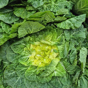 해남 완도 진도 해풍 봄동 3kg, 1개