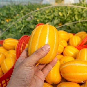 성주 꿀 참외 산지직송 고당도 특품 1.5kg 중소과