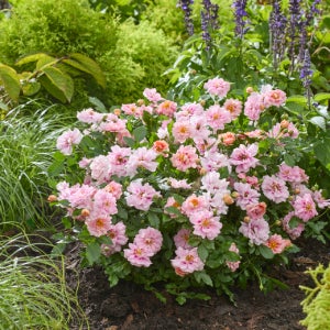 장미 아미로즈 13cm 꽃 화분