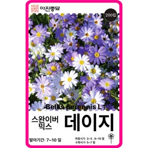 데이지 씨앗 / 200립 스완리버 데이지 믹스 브라키컴 꽃씨 꽃씨몰 일년생 야생화 봄꽃