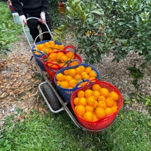 제주도 한라봉 3kg 5kg 10kg 가정용 선물세트 한라봉 서귀포 산지직송