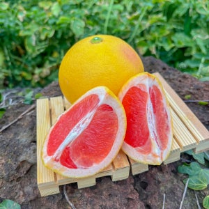 제주 자몽 산지직송 가정용 선물용 3kg 5kg