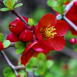 [충북농원] 흑광 명자나무 묘목 - 포트묘