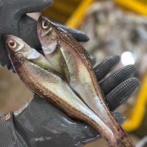 알도루묵 알배기 숫 도루묵 은어 생물 급랭 고성 직송 제철 생선 구이