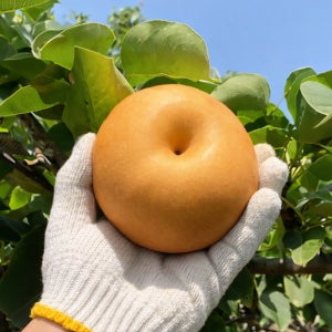 정원의상점 고당도 나주 신고배 산지직송 선물세트 대과(선물용), 7.5kg, 1개