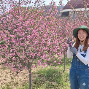 서부해당화나무 4년생 분묘 묘목 수사해당화