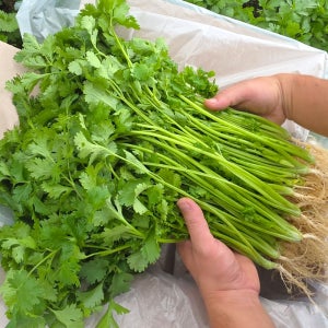 가마소 농부 고수 2kg 당일수확 향신료 뿌리포함