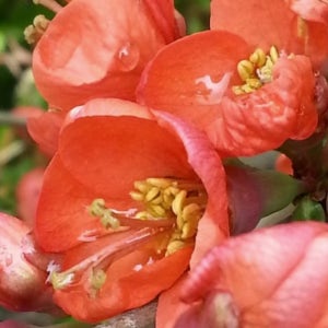 명자나무 묘목 J15 포트묘