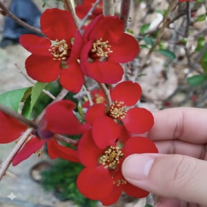 흑광 명자나무 묘목 4년포트묘