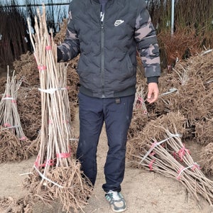 민두릅나무 두릅 묘목