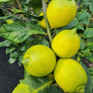 제주 레몬 10kg 국산 생레몬 못난이 농장직송