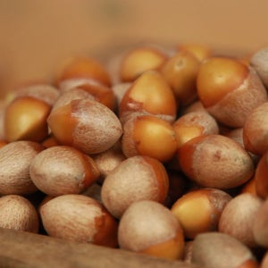 순창 강천골농원 냉장 [깐은행 중] 무농약 1kg, 4개