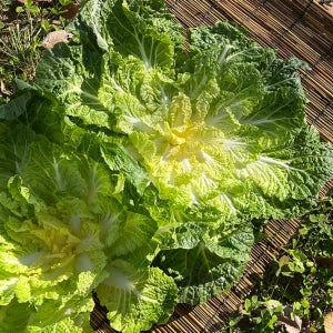 산지직송 전남 진도 해풍 봄동 1kg 2kg 3kg 제철 아삭 달콤 국내산 쌈용 배추