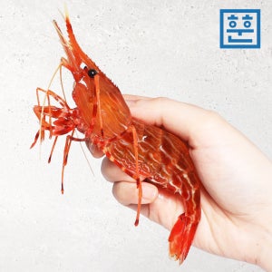독도새우 도화새우 꽃새우 닭새우 활 자연산 생새우회 급냉