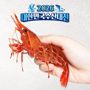 독도새우 도화새우 꽃새우 닭새우 활 자연산 생새우회 급냉