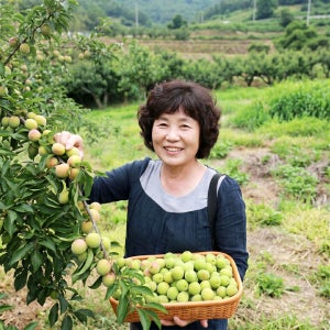 26년 햇매실 모음 5kg 10kg 청 홍매실