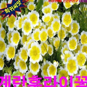 야생화 계란 후라이 꽃 씨앗 화분용 계란 꽃 씨앗 관상용