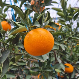 제주도 천혜향 3kg 5kg 10kg