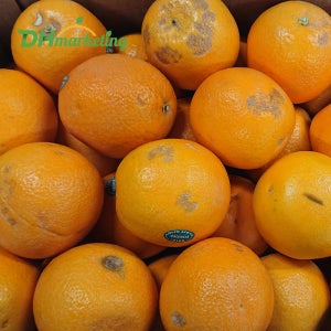 못난이 오렌지 15kg 벌크